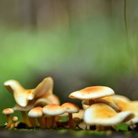 Грибной  ряд :: Геннадий Супрун