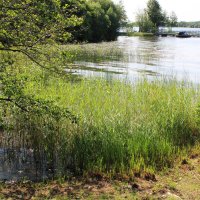 У берегов Онежского озера :: Любовь ***