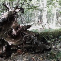 Ещё один,- минус. :: Василий Палий Ещё один,- минус. :: Василий Палий