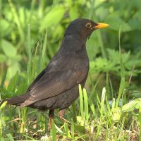 ... :: Вячеслав Минаев ... :: Вячеслав Минаев