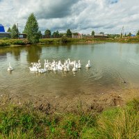 Гуси-Лебеди на пруду :: Сергей Винтовкин