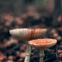 чуть о грибах :: Michel 