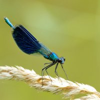 опять про стрекоз 35 :: Александр Прокудин опять про стрекоз 35 :: Александр Прокудин