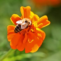 Труженица :: Светлана 