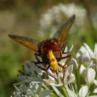 Муха Volucella zonaria :: Константин Штарк