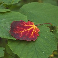 Красное на зелёном. :: Сергей Фомичев