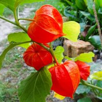 Физалис на городской клумбе. :: Милешкин Владимир Алексеевич 