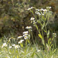 Мелколепестник или эригерон :: Светлана Ищенко