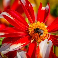 Сбор нектара :: Анатолий Шумилин