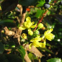 Магония повторно зацветает :: Людмила Смородинская Магония повторно зацветает :: Людмила Смородинская