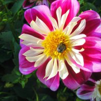 С букашкой :: Людмила Смородинская С букашкой :: Людмила Смородинская