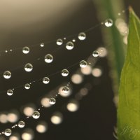 *** :: Елена Kазак (selena1965) *** :: Елена Kазак (selena1965)