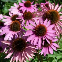 Москва. Август в Аптекарском огороде. :: Наташа ***** Москва. Август в Аптекарском огороде. :: Наташа *****