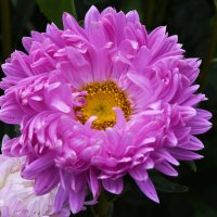 Москва. Август в Аптекарском огороде. :: Наташа *****