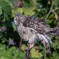 сова болотная. :: юрий макаров сова болотная. :: юрий макаров