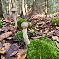 Подберёзовики. :: Валерия Комова Подберёзовики. :: Валерия Комова