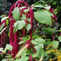 Амарант хвостатый :: Рита Симонова