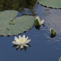 Кувшинка :: Рита Симонова Кувшинка :: Рита Симонова