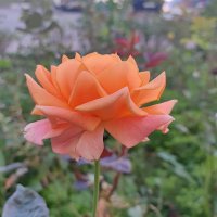 ,,, :: Сергей Тимоновский