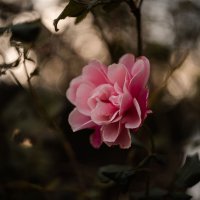 В обители осенних роз. :: Анатолий Щербак