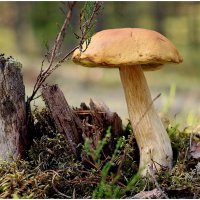 *** :: Aleksandr Gal