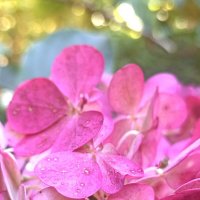 Цвета осени :: Pippa 