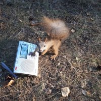 Белочка слушает радио :: Дмитрий Петров