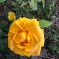 Роза :: Светлана Мишенёва