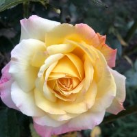 Роза :: Светлана Мишенёва