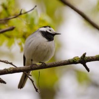 Серая трясогузка. :: Андрей Андрианов