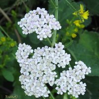 Тысячелистник :: Freddy 97