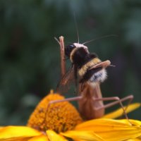 ** :: Зоя Мишина