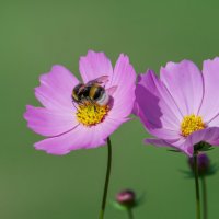 Дачный труженик.... :: Sergey (Apg) Дачный труженик.... :: Sergey (Apg)