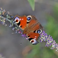 Бабье лето и... бабочка! :: Валентина  Нефёдова 