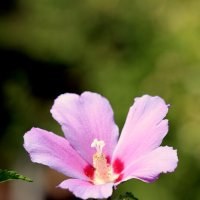 Краса осени :: Александр Кондаков Краса осени :: Александр Кондаков