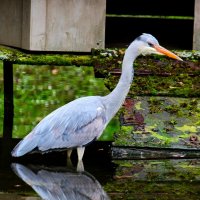 Про цаплю :: Юрий. Шмаков