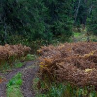 Дорога в сентябрь :: Евгений Тарасов Дорога в сентябрь :: Евгений Тарасов