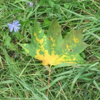 Зелёный с жёлтым лист кленовый :: Дмитрий Никитин