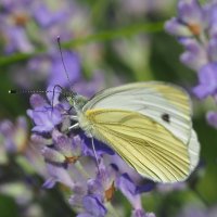В след ушедшему лету. :: Евгений Седов В след ушедшему лету. :: Евгений Седов