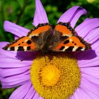 Бабочка :: светлана льдокова