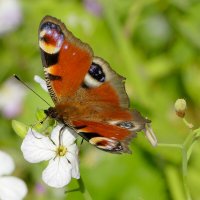 из сегодняшней съёмки 3 :: Александр Прокудин из сегодняшней съёмки 3 :: Александр Прокудин