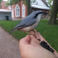 Поползень :: Сапсан Поползень :: Сапсан