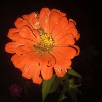 Гербера :: Сапсан 