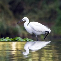 Малая белая цапля. :: Alexander Amromin Малая белая цапля. :: Alexander Amromin