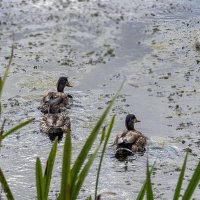 Природа :: Светлана Ищенко Природа :: Светлана Ищенко