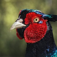 Фазан :: SanSan 