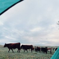 Утро... :: Георгиевич Утро... :: Георгиевич