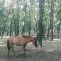 Кони в лесу :: Андрей Хлопонин Кони в лесу :: Андрей Хлопонин