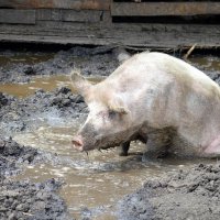 В своей стихии :: Татьяна Лютаева