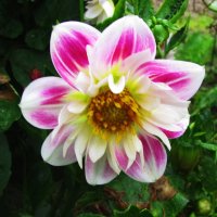 Нежная красавица :: Людмила Смородинская